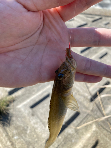 マハゼの釣果