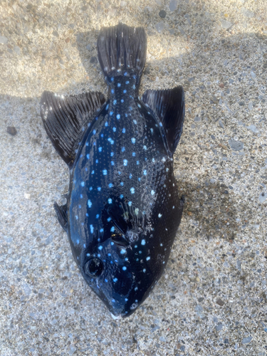 モンガラカワハギの釣果