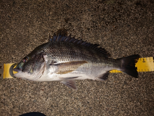 クロダイの釣果