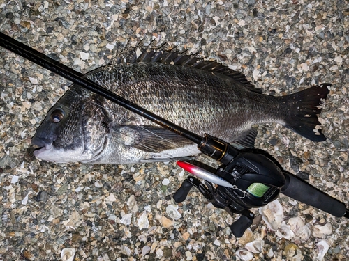 クロダイの釣果