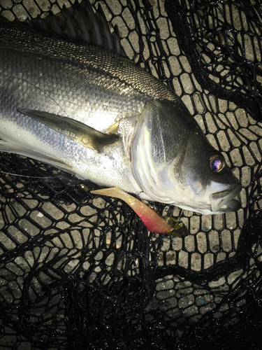 スズキの釣果