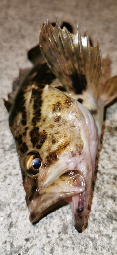 タケノコメバルの釣果