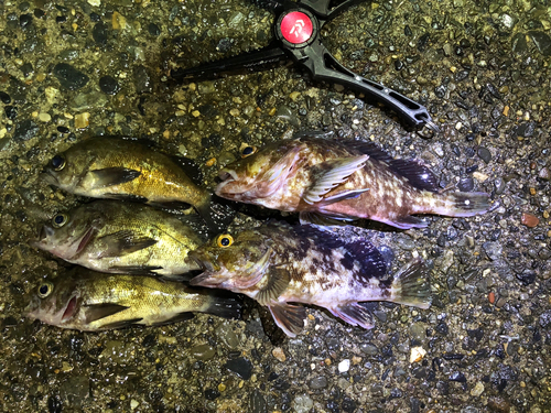 カサゴの釣果