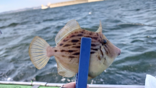 カワハギの釣果