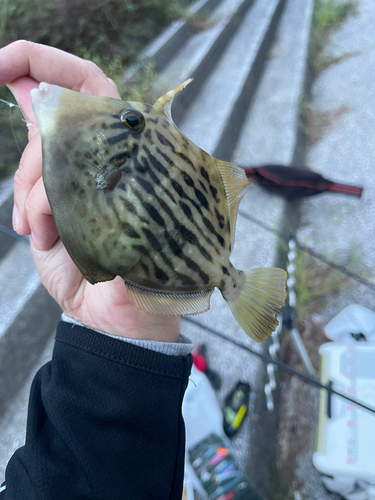 カワハギの釣果