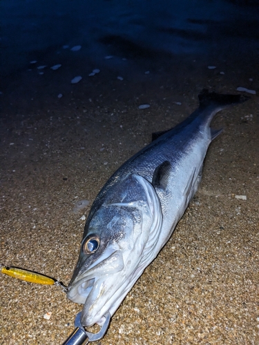 スズキの釣果