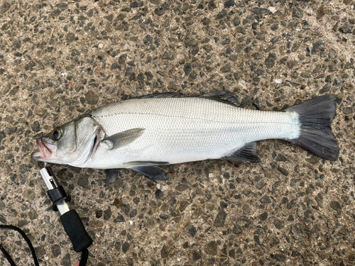 ヒラスズキの釣果