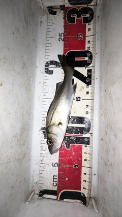 セイゴ（マルスズキ）の釣果