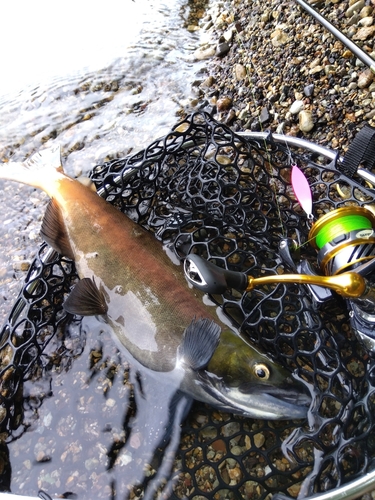 ヒメマスの釣果