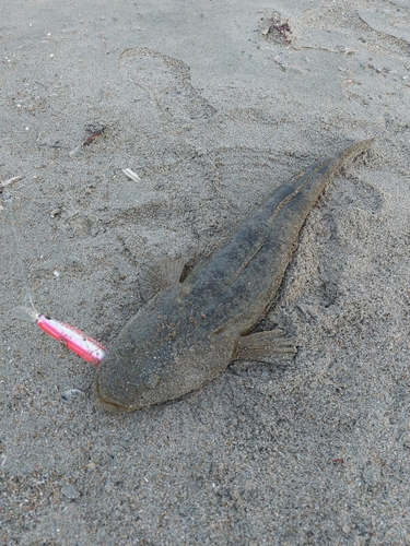 マゴチの釣果