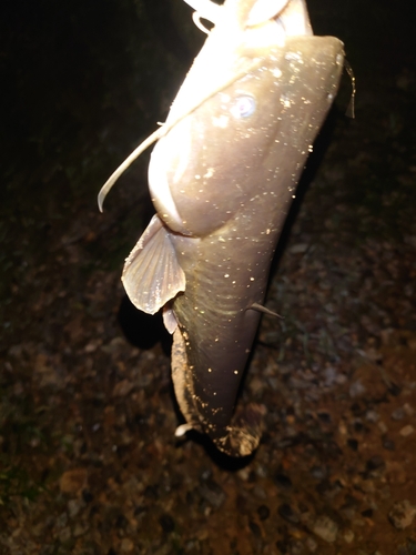 ニホンナマズの釣果