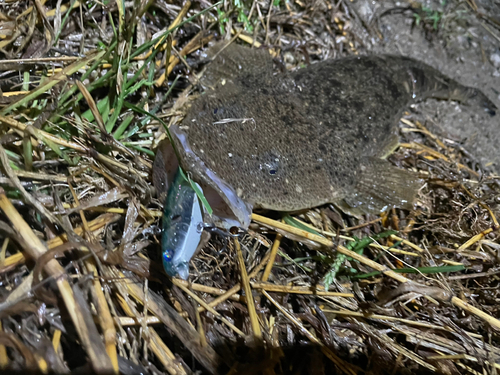 マゴチの釣果