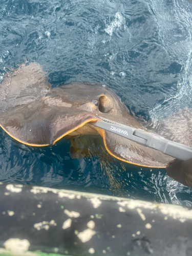 アカエイの釣果