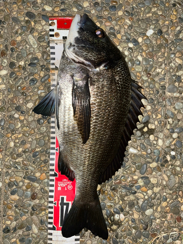 クロダイの釣果