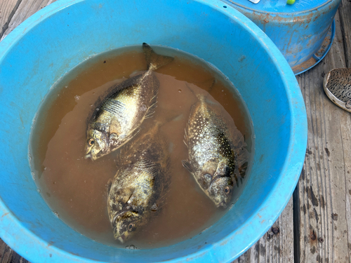 アイゴの釣果