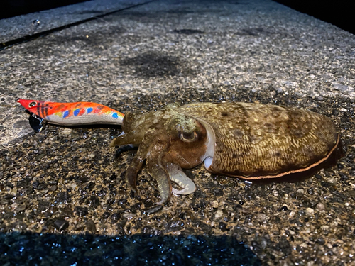 コウイカの釣果