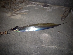 タチウオの釣果