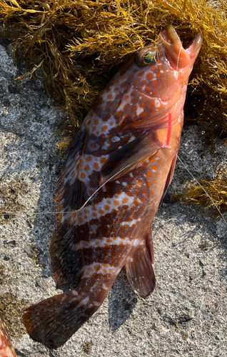 キジハタの釣果