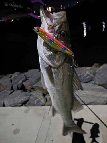 シーバスの釣果