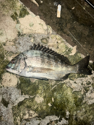 クロダイの釣果