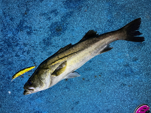 スズキの釣果