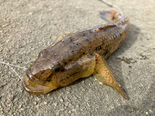 ウロハゼの釣果