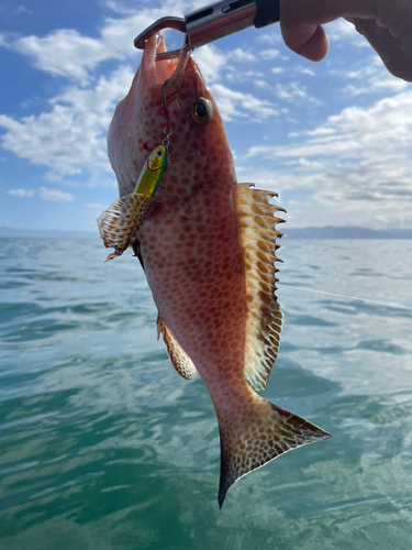 オオモンハタの釣果