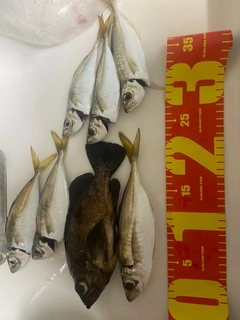 アジの釣果