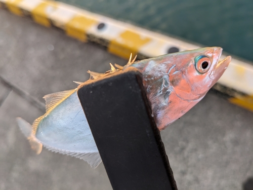 イケカツオの釣果