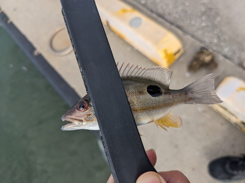 イッテンフエダイの釣果