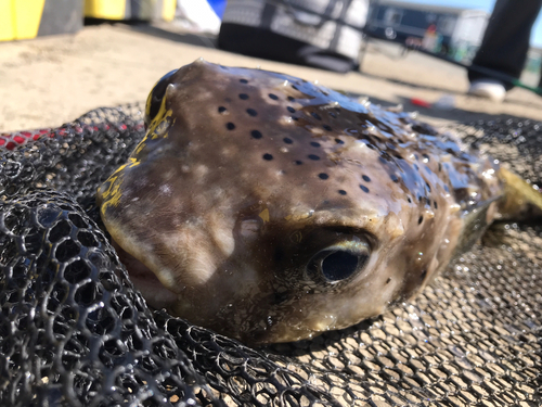 ハリセンボンの釣果