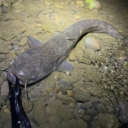 ナマズの釣果