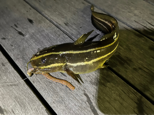 ゴンズイの釣果