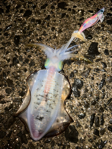 アオリイカの釣果