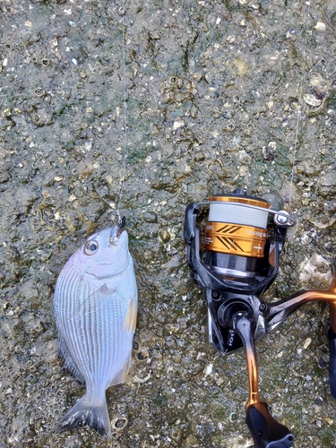 ヘダイの釣果