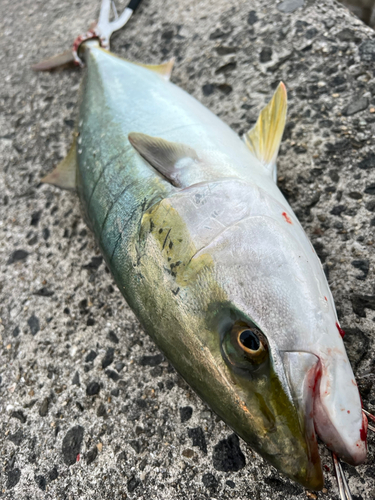 メジロの釣果