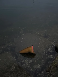 ツバクロエイの釣果