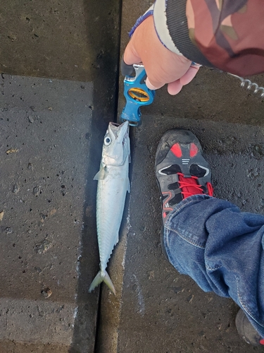 マサバの釣果