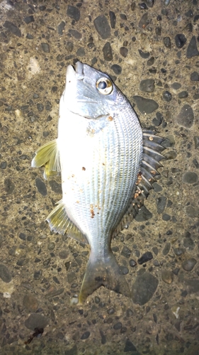 ヘダイの釣果