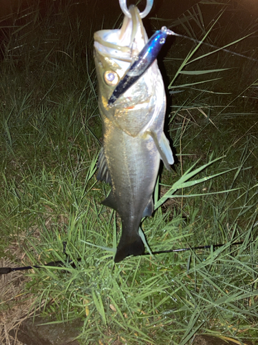 タイリクスズキの釣果