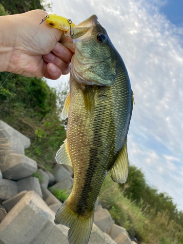 ブラックバスの釣果