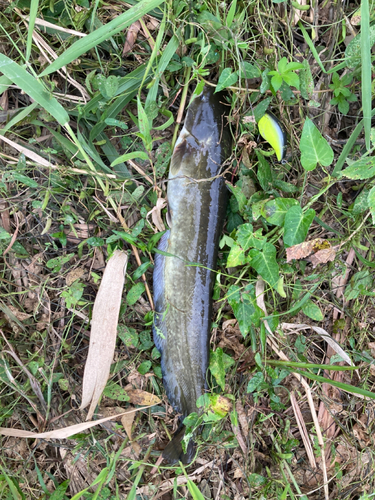 ナマズの釣果