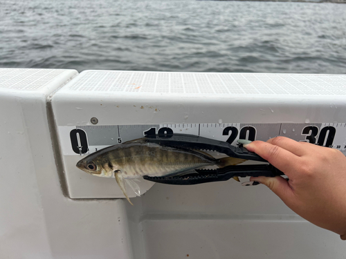 ヒラアジの釣果