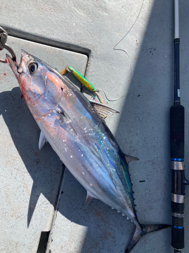 カツオの釣果