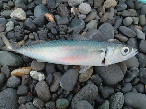 サバの釣果