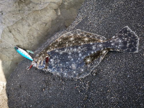 ヒラメの釣果