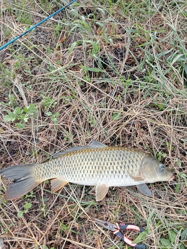 コイの釣果