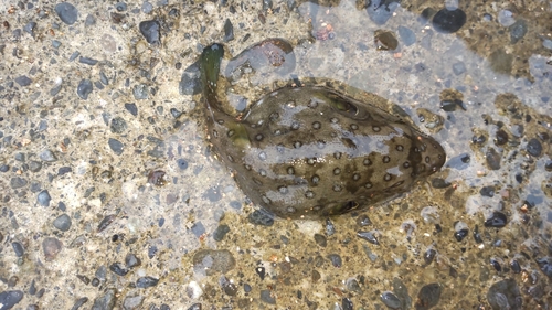 サザナミフグの釣果