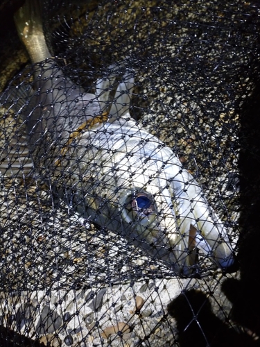 スズキの釣果