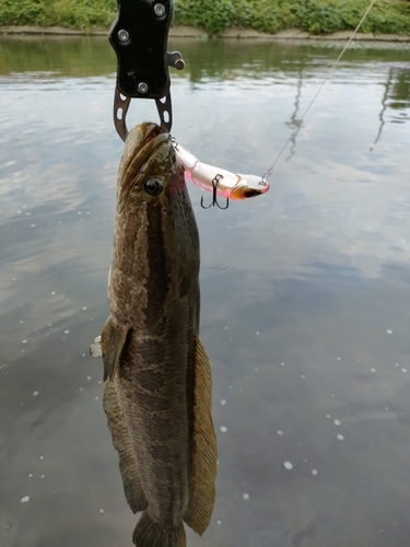 ライギョの釣果